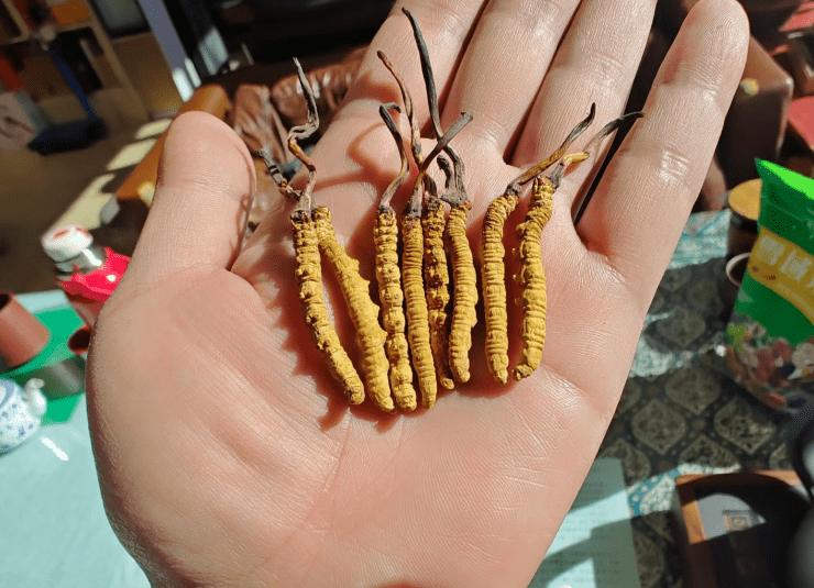在线竞猜-年销20万根的冬虫夏草竟是胶水拼的！工作人员：买的好胶水，吃下去没有事